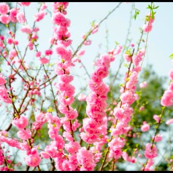 💗💗💗💗💗💗💗💗 - Picture 2 of 3